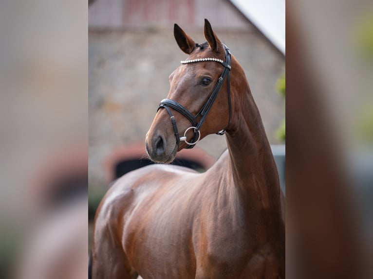 Oldenburger Stute 4 Jahre 169 cm Brauner in Bramsche
