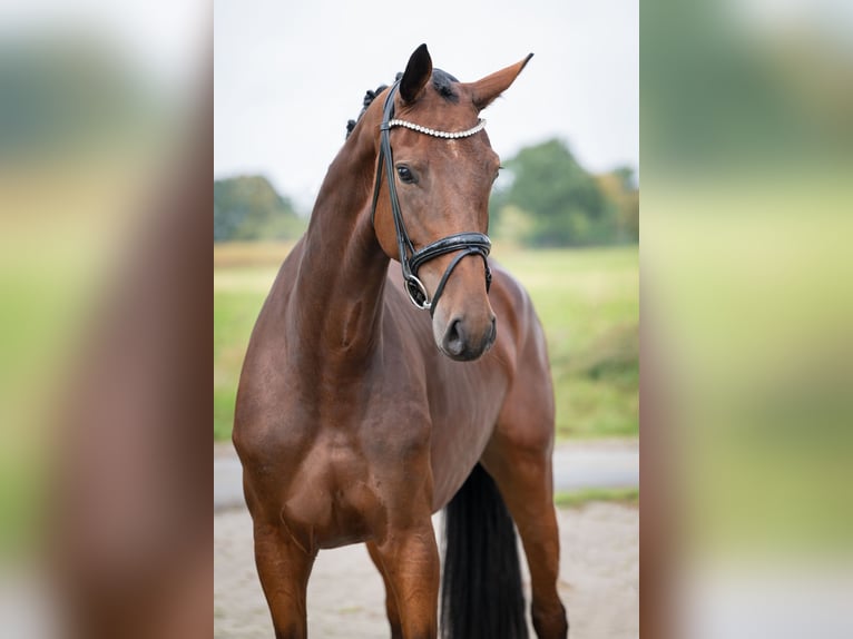 Oldenburger Stute 4 Jahre 169 cm Brauner in Bramsche