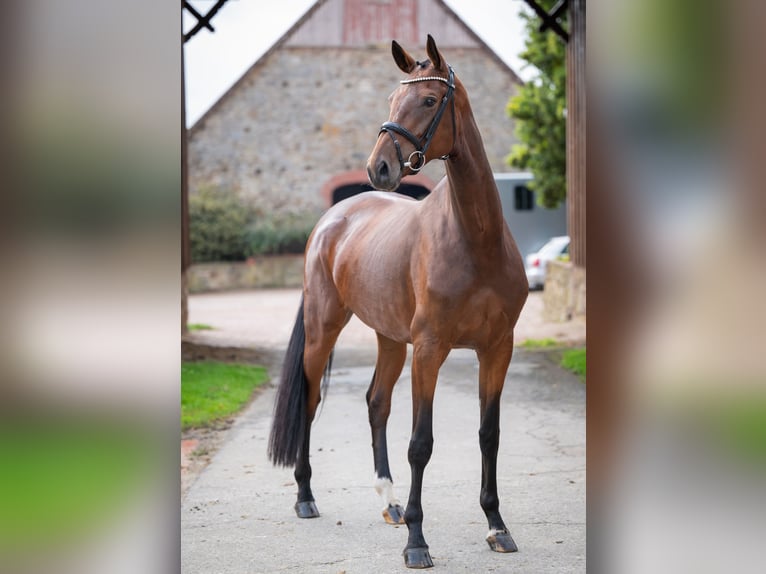 Oldenburger Stute 4 Jahre 169 cm Brauner in Bramsche