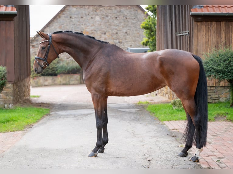 Oldenburger Stute 4 Jahre 169 cm Brauner in Bramsche