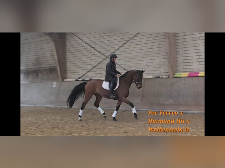 Oldenburger Stute 4 Jahre 169 cm Brauner in Kürten