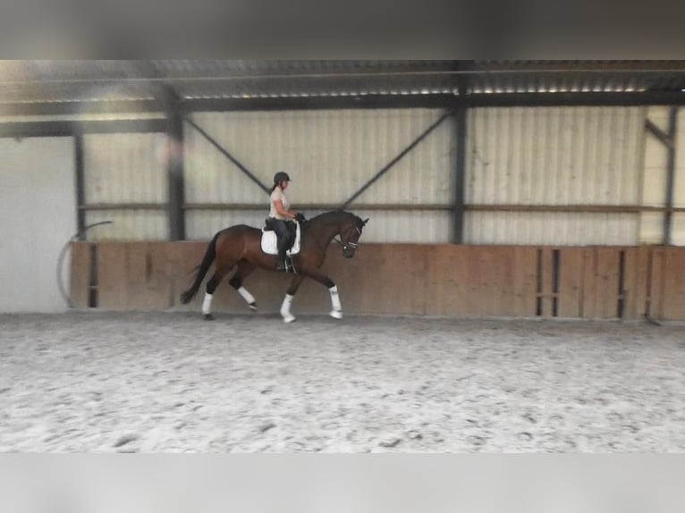 Oldenburger Stute 4 Jahre 169 cm Brauner in M&#xF6;nchengladbach