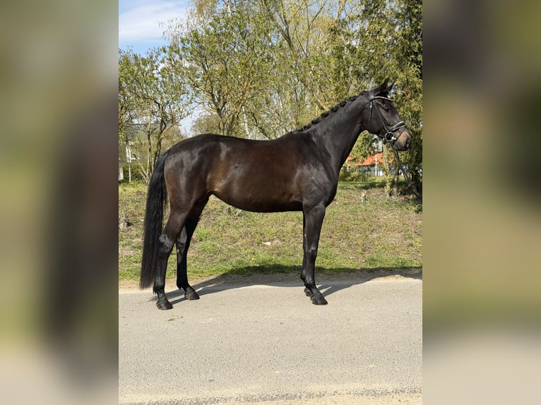 Oldenburger Stute 4 Jahre 169 cm Brauner in Phöben