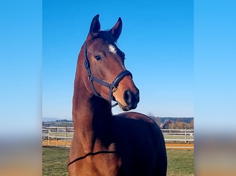 Oldenburger Stute 4 Jahre 169 cm Brauner in Rehau