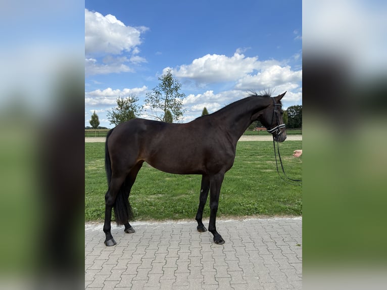 Oldenburger Stute 4 Jahre 169 cm Dunkelbrauner in Vechta