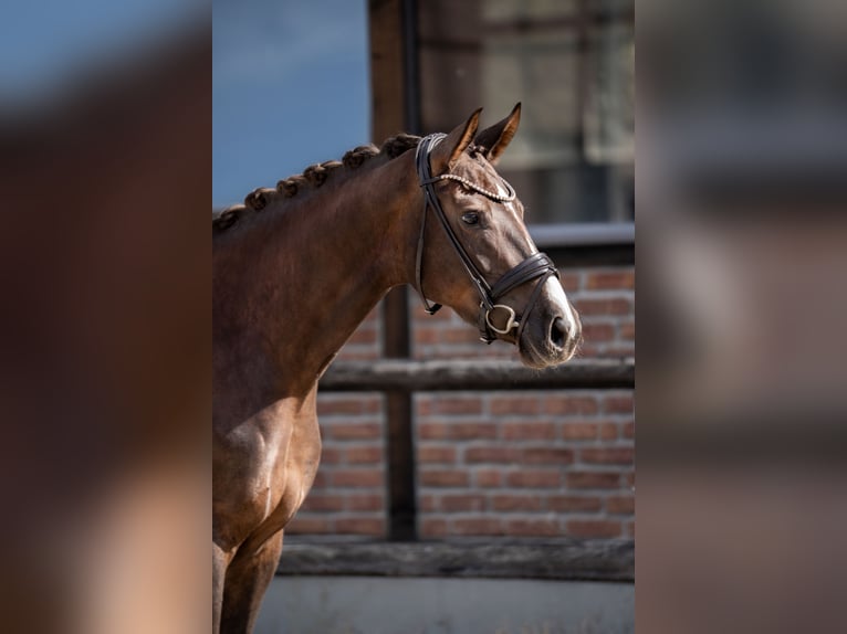 Oldenburger Stute 4 Jahre 169 cm Dunkelfuchs in Heidesheim am Rhein