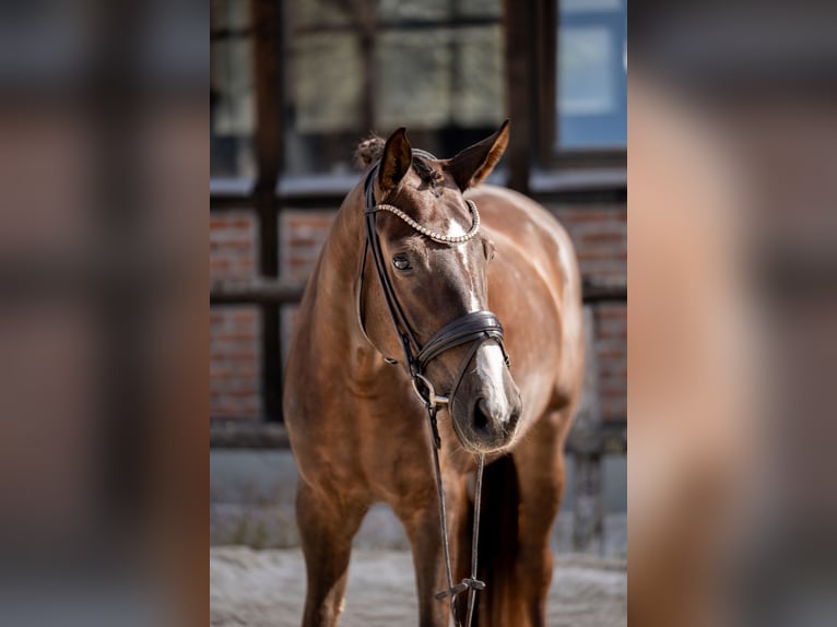 Oldenburger Stute 4 Jahre 169 cm Dunkelfuchs in Heidesheim am Rhein