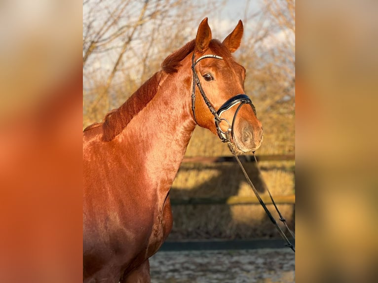 Oldenburger Stute 4 Jahre 169 cm Fuchs in Papenburg