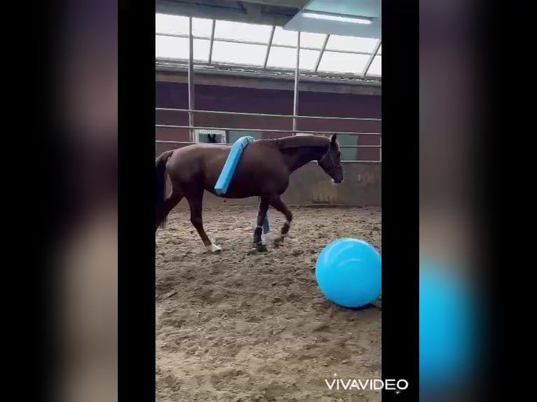 Oldenburger Stute 4 Jahre 169 cm Fuchs in Papenburg