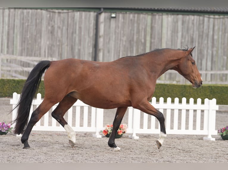 Oldenburger Stute 4 Jahre 169 cm Rotbrauner in yorkshire