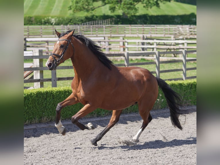 Oldenburger Stute 4 Jahre 169 cm Rotbrauner in yorkshire