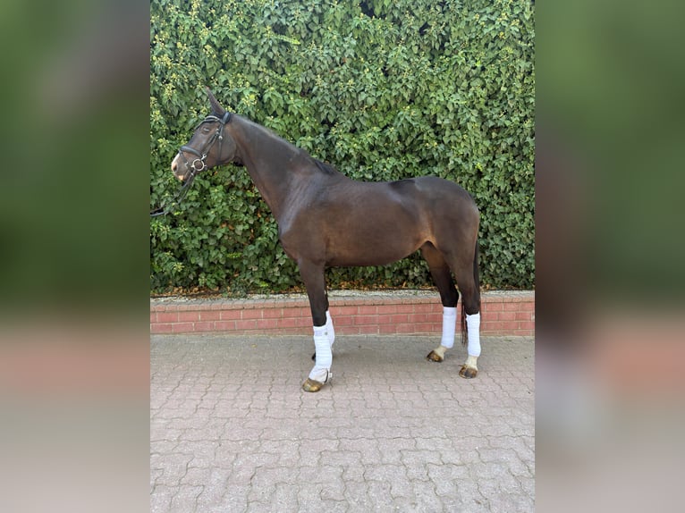 Oldenburger Stute 4 Jahre 169 cm Schwarzbrauner in Ritzing
