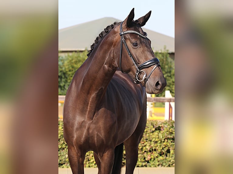 Oldenburger Stute 4 Jahre 169 cm Schwarzbrauner in Willich