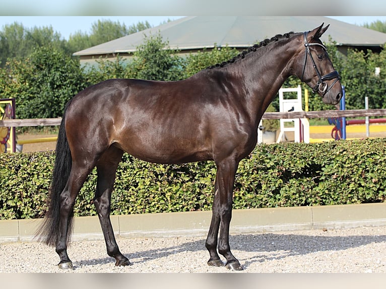 Oldenburger Stute 4 Jahre 169 cm Schwarzbrauner in Willich