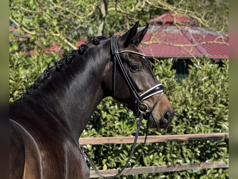 Oldenburger Stute 4 Jahre 169 cm Schwarzbrauner in Visbek