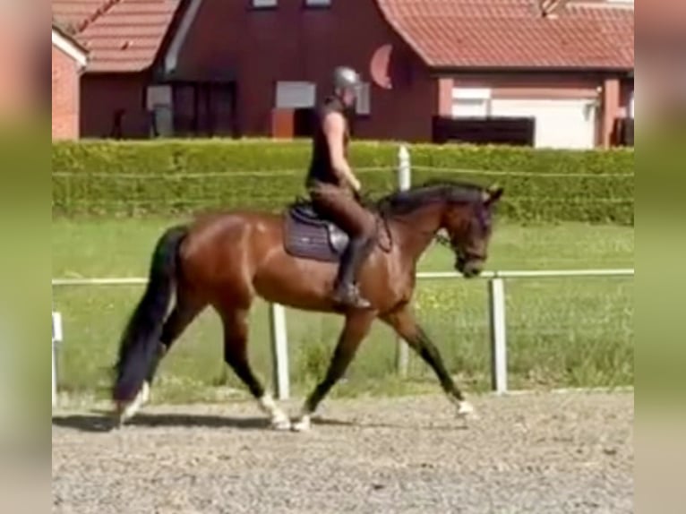 Oldenburger Stute 4 Jahre 170 cm Brauner in Esterwegen