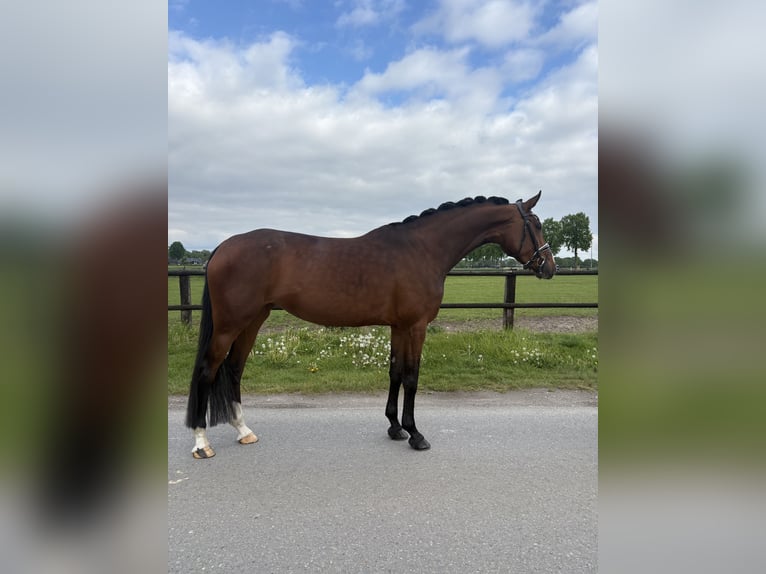 Oldenburger Stute 4 Jahre 170 cm Brauner in Telgte