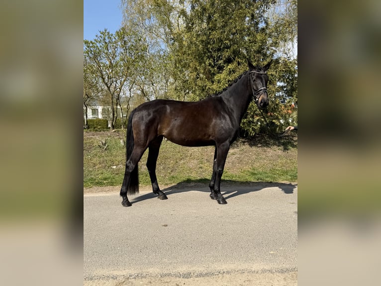Oldenburger Stute 4 Jahre 170 cm Brauner in Phöben