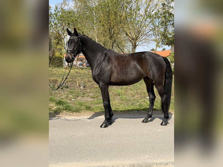 Oldenburger Stute 4 Jahre 170 cm Brauner in Phöben