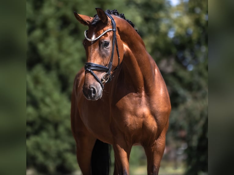 Oldenburger Stute 4 Jahre 170 cm Brauner in Lippetal
