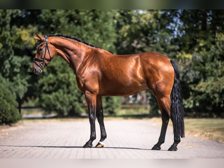 Oldenburger Stute 4 Jahre 170 cm Brauner in Lippetal