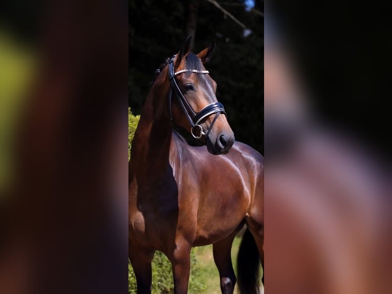 Oldenburger Stute 4 Jahre 170 cm Dunkelbrauner in Warendorf