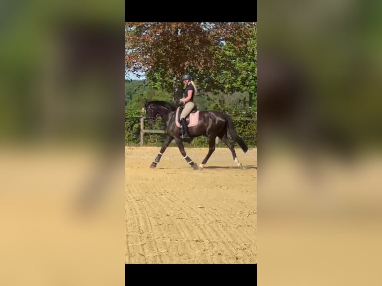 Oldenburger Stute 4 Jahre 170 cm Dunkelbrauner in Kirchlengern