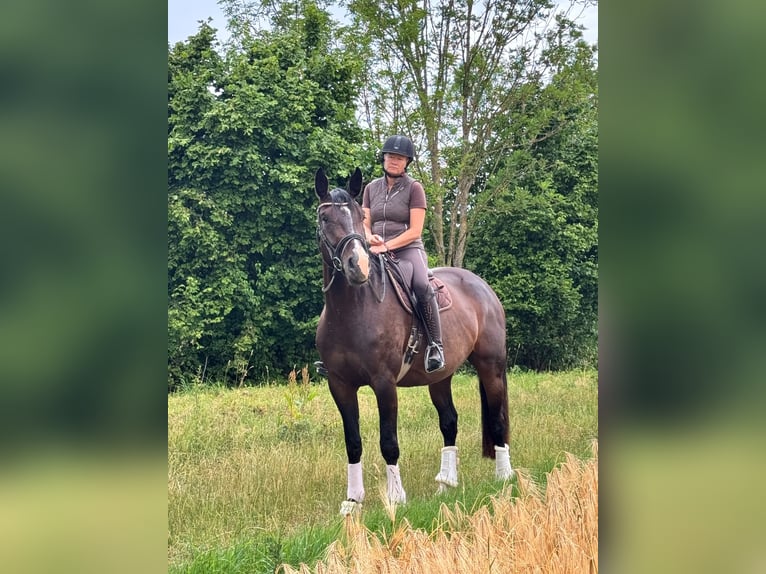 Oldenburger Stute 4 Jahre 170 cm Dunkelbrauner in Mechernich