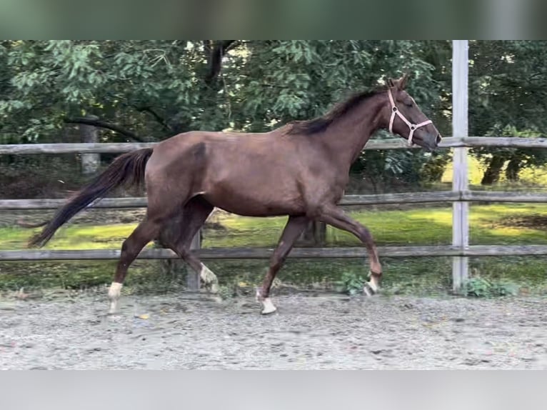 Oldenburger Stute 4 Jahre 170 cm Fuchs in Twistringen