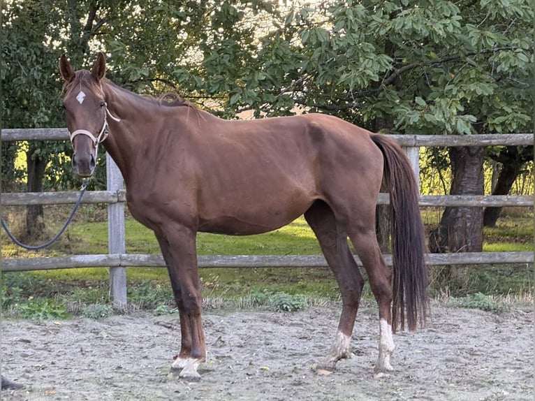 Oldenburger Stute 4 Jahre 170 cm Fuchs in Twistringen