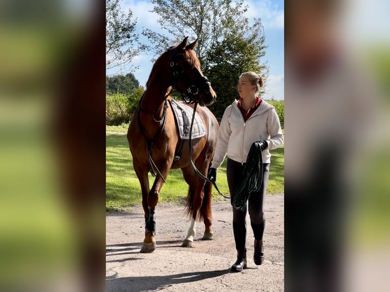 Oldenburger Stute 4 Jahre 170 cm Fuchs in Haale
