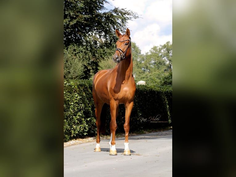 Oldenburger Stute 4 Jahre 170 cm Fuchs in Vechta