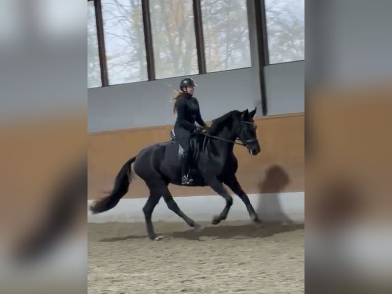 Oldenburger Stute 4 Jahre 170 cm Rappe in Lüdinghausen