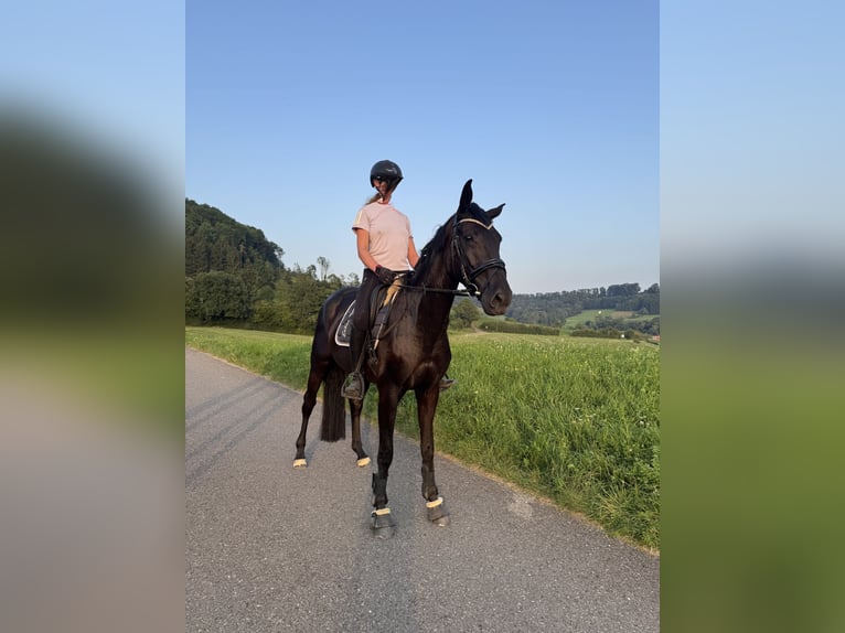 Oldenburger Stute 4 Jahre 170 cm Rappe in Salach