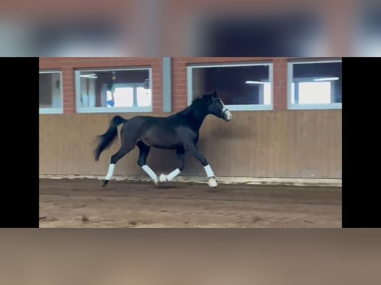 Oldenburger Stute 4 Jahre 170 cm Schwarzbrauner in Saterland