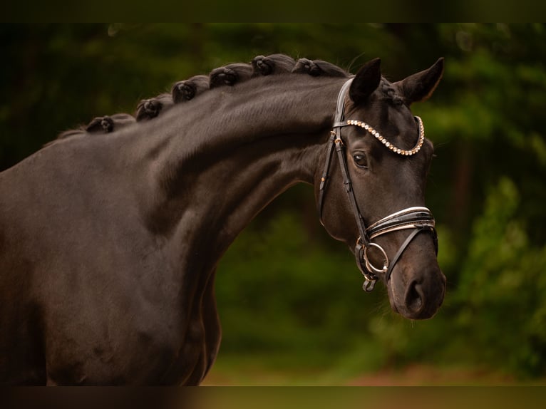 Oldenburger Stute 4 Jahre 170 cm Schwarzbrauner in Wehringen