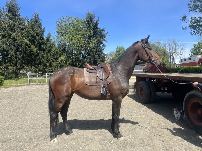 Oldenburger Stute 4 Jahre 170 cm in Lurago marinone