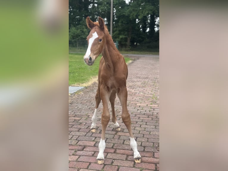 Oldenburger Stute 4 Jahre 171 cm Dunkelfuchs in Sch&#xFC;ttorf