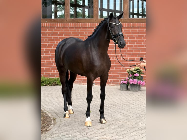 Oldenburger Stute 4 Jahre 171 cm Rappe in Barver