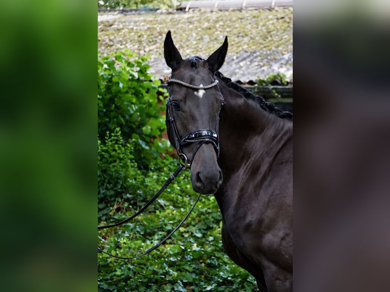 Oldenburger Stute 4 Jahre 171 cm Schwarzbrauner in Friesoythe