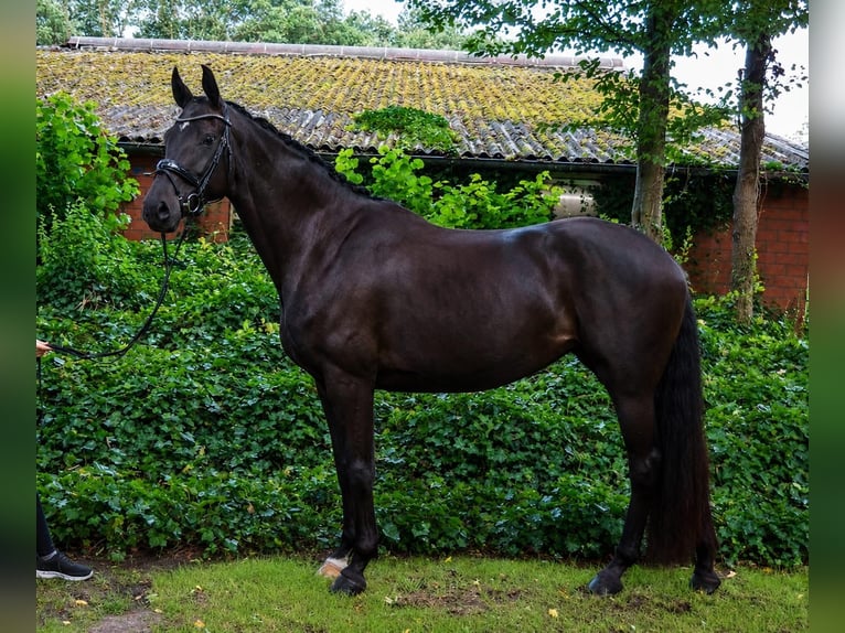 Oldenburger Stute 4 Jahre 171 cm Schwarzbrauner in Friesoythe