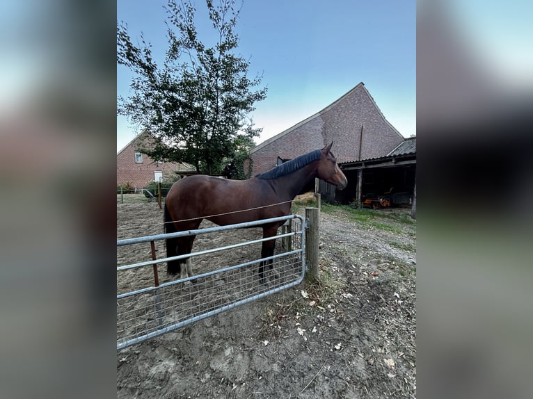 Oldenburger Stute 4 Jahre 172 cm Brauner in Saterland