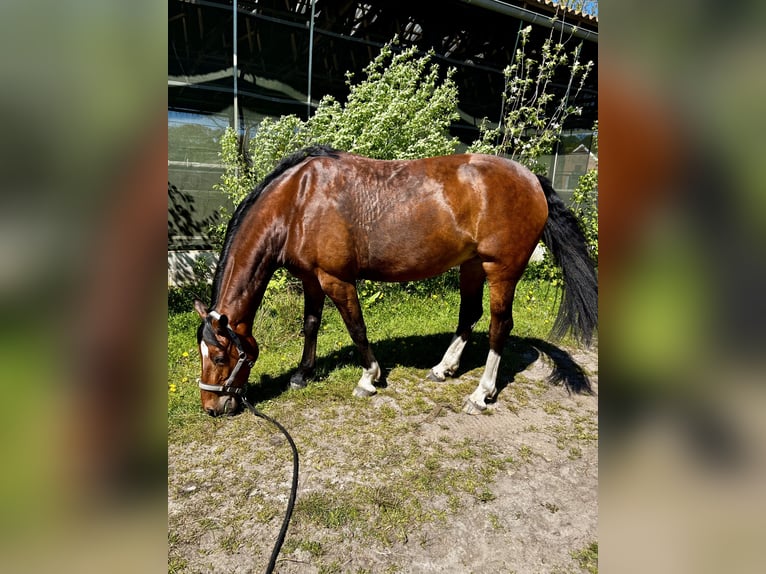 Oldenburger Stute 4 Jahre 172 cm Brauner in Saterland