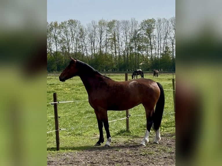 Oldenburger Stute 4 Jahre 172 cm Brauner in Saterland