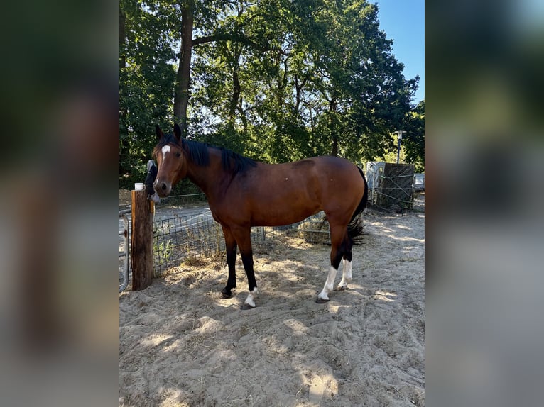 Oldenburger Stute 4 Jahre 172 cm Brauner in Saterland