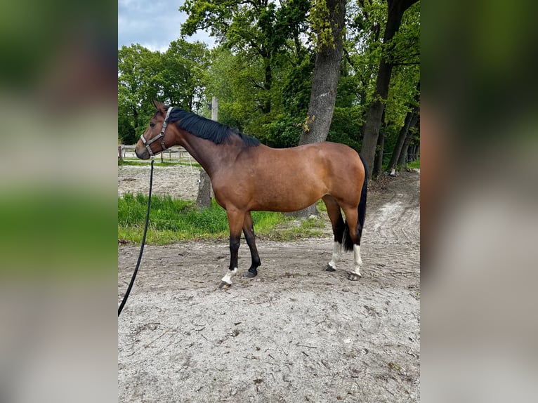 Oldenburger Stute 4 Jahre 172 cm Brauner in Saterland