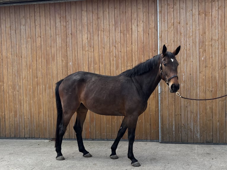 Oldenburger Stute 4 Jahre 172 cm Brauner in Erharting