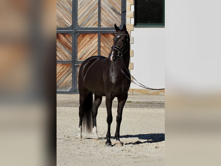 Oldenburger Stute 4 Jahre 172 cm Dunkelbrauner in Lienen