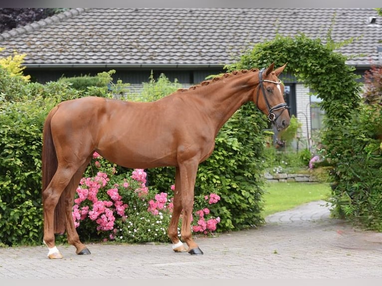 Oldenburger Stute 4 Jahre 172 cm Fuchs in Vechta