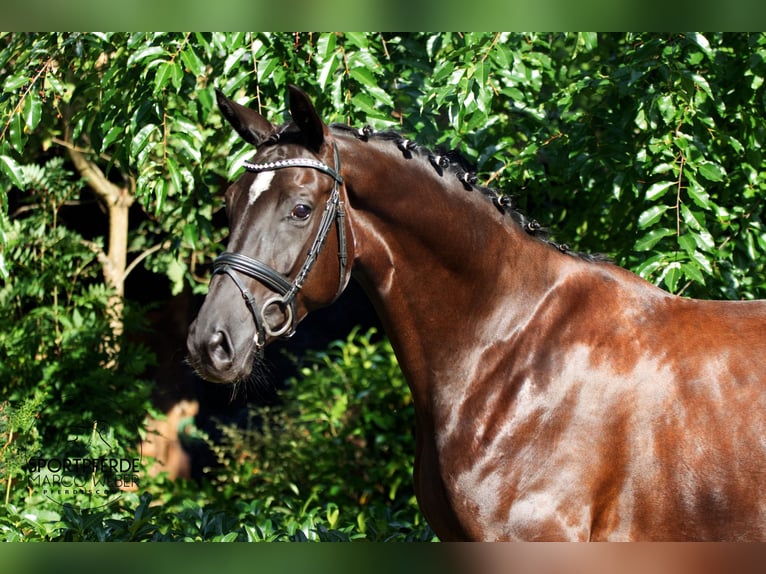 Oldenburger Stute 4 Jahre 172 cm Rappe in Schapen